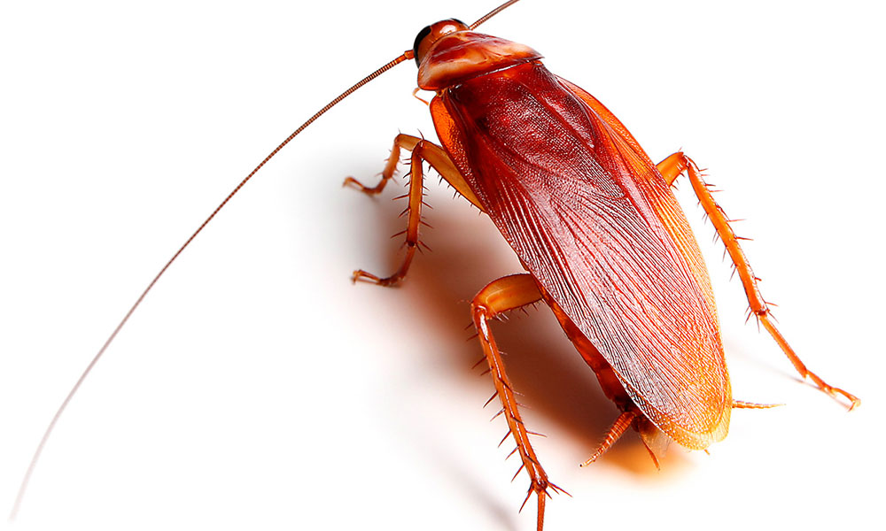 american-cockroach-featured